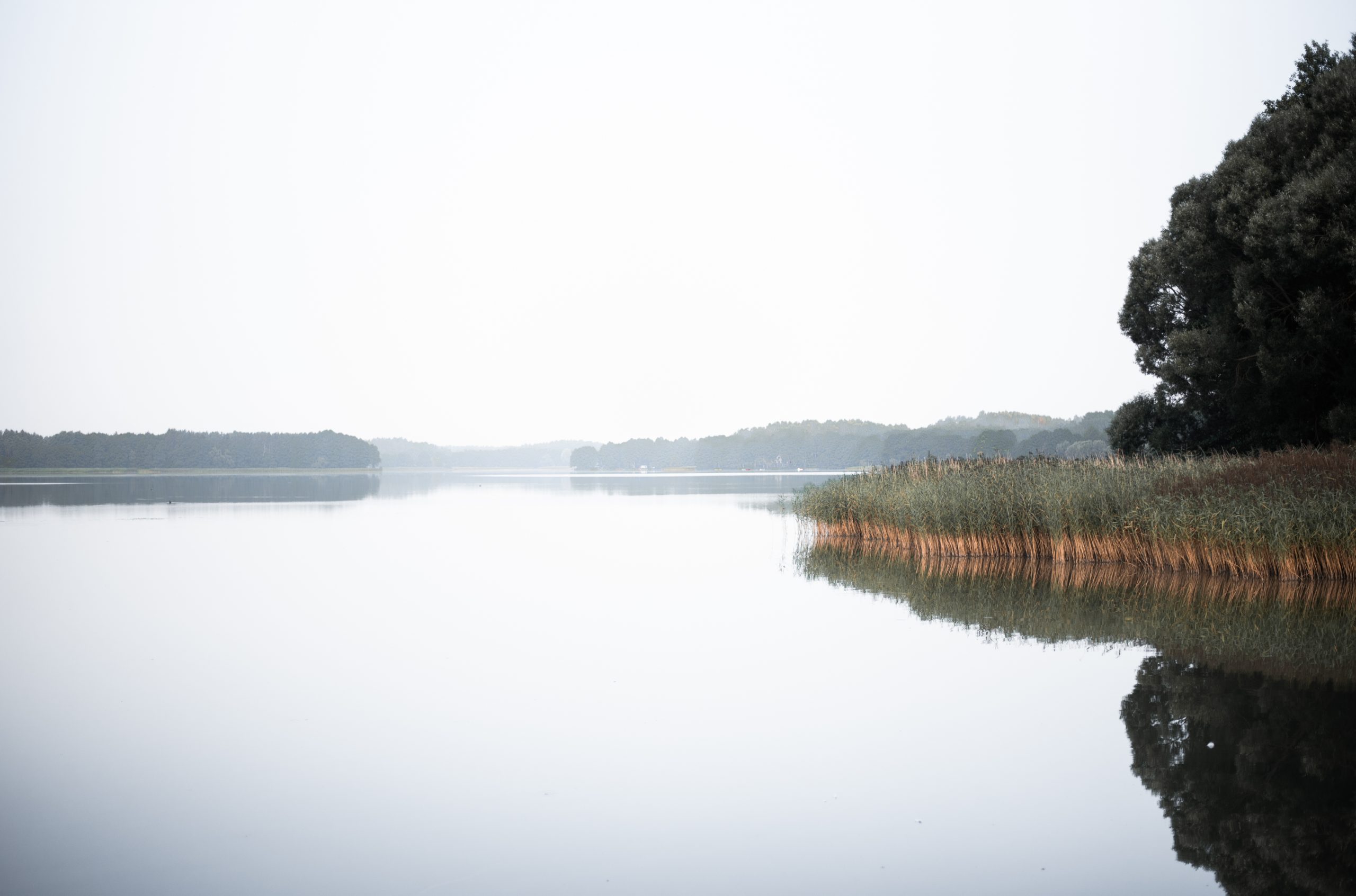 Water landscape with trees